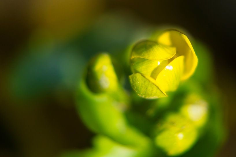 Ontluikende pracht par Floris van Woudenberg