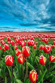 Veld met roodgele tulpen von Jenco van Zalk