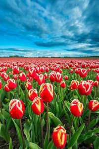 Veld met roodgele tulpen