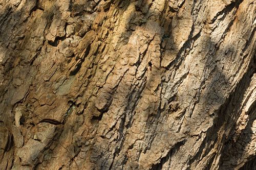 Boomschors houtdecor