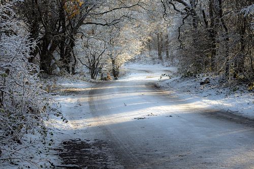 Bevroren en besneeuwt voetpad in het Noordhollands Duinreservaat Bergen aan Zee