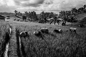 Arbeiders in rijstveld Bali (zwart wit)