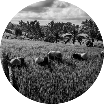 Arbeiders in rijstveld Bali (zwart wit) van Ellis Peeters