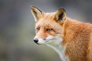 Portrait of a red fox sur Pim Leijen