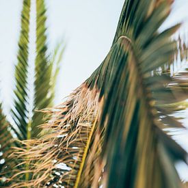 Close-up van de palmboom op Kreta, Griekenland van Milou Emmerik