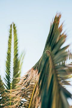 With your nose in a palm tree in Crete, Greece by Milou Emmerik