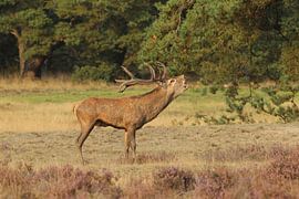 Edelhert by Jan Katsman