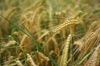 Oreille de céréale