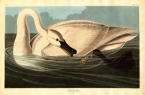 Cygne trompette, Robert Havell