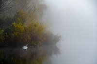 Schwan an einem nebligen Morgen