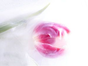Tulp in ijs