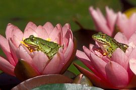 Frog, water lily by Paul van Gaalen, natuurfotograaf