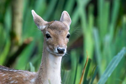Cerfs dans la verdure