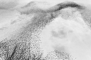 starling swarm by Ruurd Jelle Van der leij