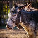Donkey by Rob Boon thumbnail
