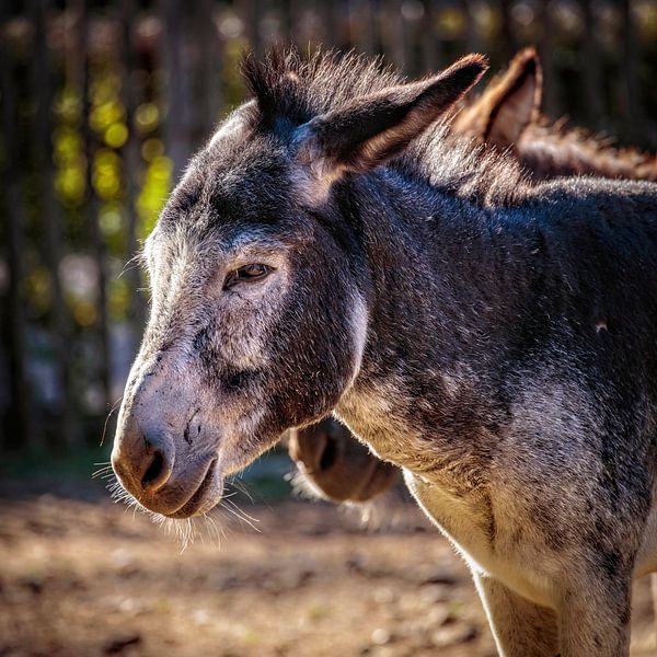 Donkey by Rob Boon
