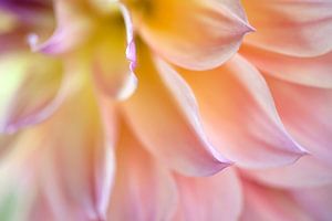 dahlia