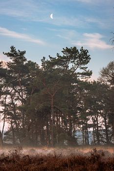 Morgenglühen in Buurserzand