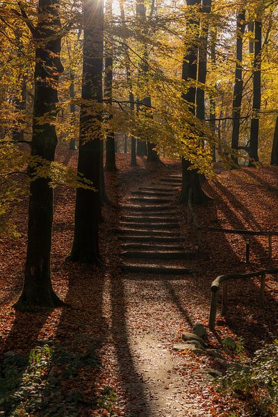 Rêve d'automne par Nina Rotim