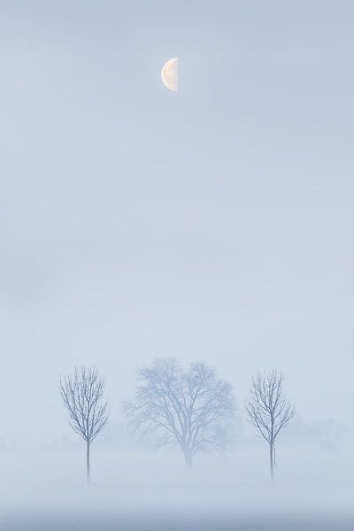 Nebliger Morgen von Halma Fotografie