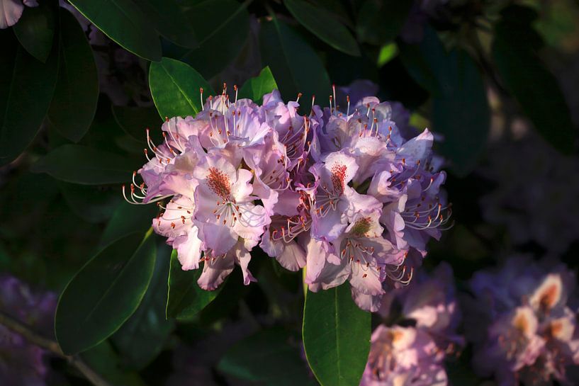 Rhododendron van Thomas Jäger