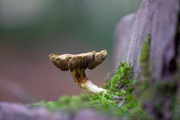 Pilz wächst auf einem bemoosten Baumstamm in einem Laubwald im Herbst von Mario Plechaty Photography