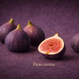 Fig Ficus carica by Bert Quaedvlieg