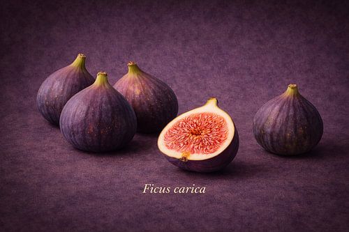 Figuier (Ficus carica)