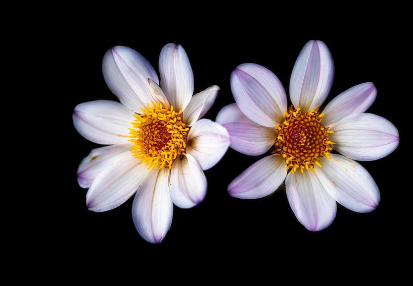 Flowers in bloom by Eline Bouwman