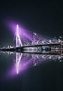 Paarse Erasmusbrug Rotterdam, weerspiegeld in het water van vedar cvetanovic thumbnail
