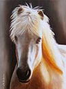 Portret IJslands paard van Marita Zacharias thumbnail