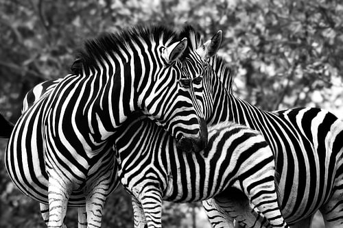 Une famille de zèbres pleine d'amour