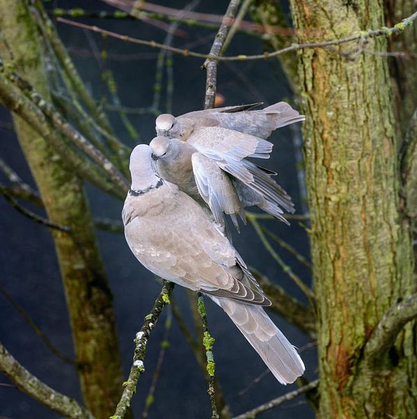 Young pigeons are fed by ManfredFotos