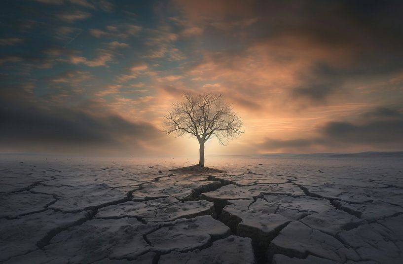 Boom in de zonsondergang van fernlichtsicht