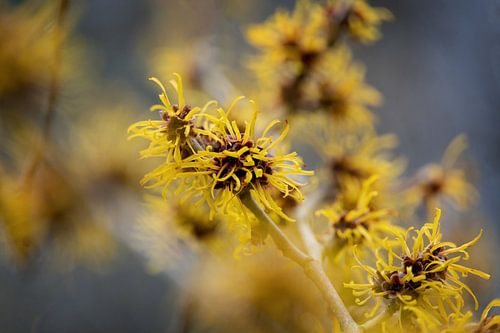 Hamamélis jaune en fleur.