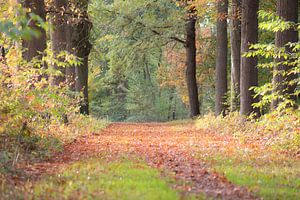 tapijt van herfstkleuren van Tania Perneel