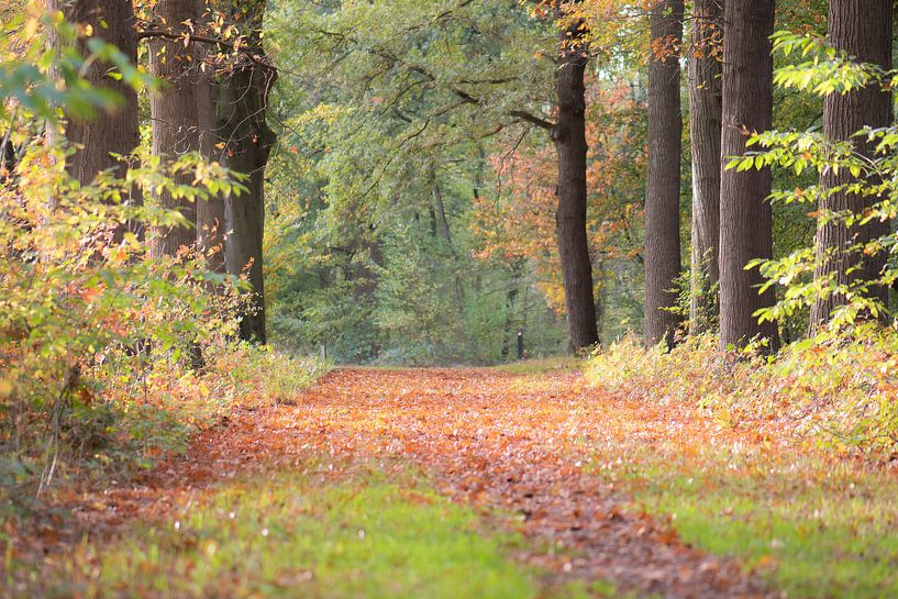 carpet of autumn colours by Tania Perneel