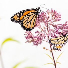 two monarch butterflies by Petra Brouwer