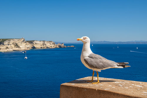 Möwe an der Mittelmeerküste im Sommer von Sjoerd van der Wal Fotografie
