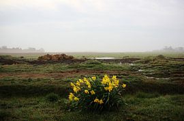 Texel Landschap 026 by Starworks / Lien van der Star