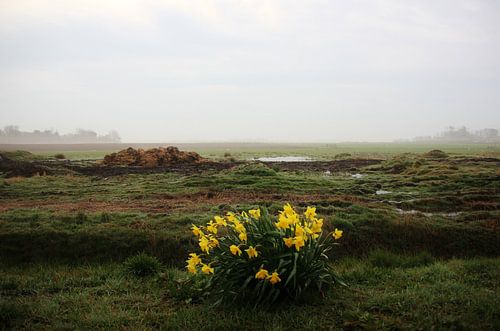 Texel Landschap 026