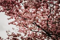 Blossom tree by Anouk Strijbos thumbnail