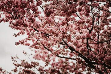 Blossom tree by Anouk Strijbos