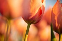 zacht oranje tulp