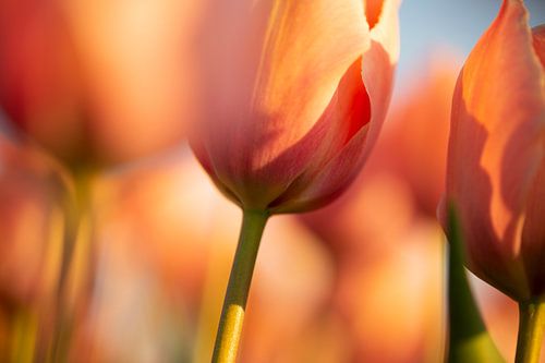 weiche orangefarbene Tulpe