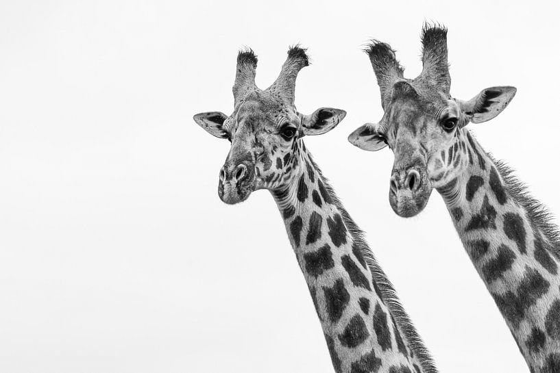 Giraffe by Karen de Boer