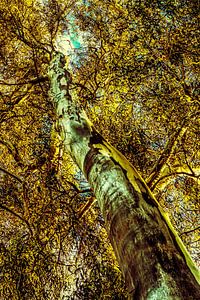 tree trunk and leaves of eucalyptus tree by Dieter Walther