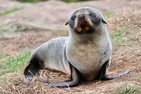 Young fur seal