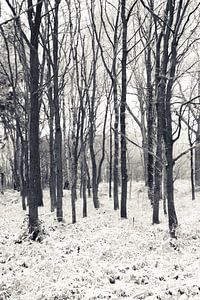 Koude winterdag van Ada Zyborowicz