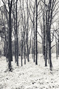 Kalter Wintertag von Ada Zyborowicz